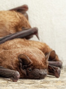 Louisiana bat removal