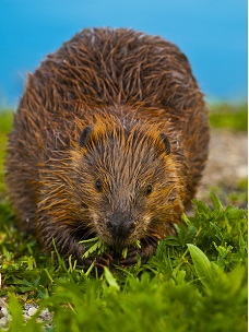 Louisiana beaver trapping