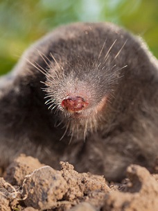 Louisiana mole trapping