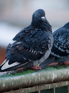 bird removal, pigeon removal