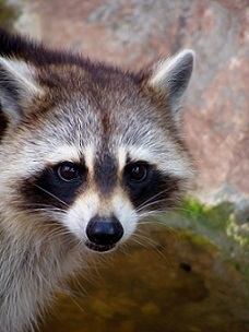 Raccoon removal Baton Rouge, LA.