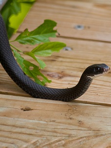 Snake removal Baton Rouge, LA.